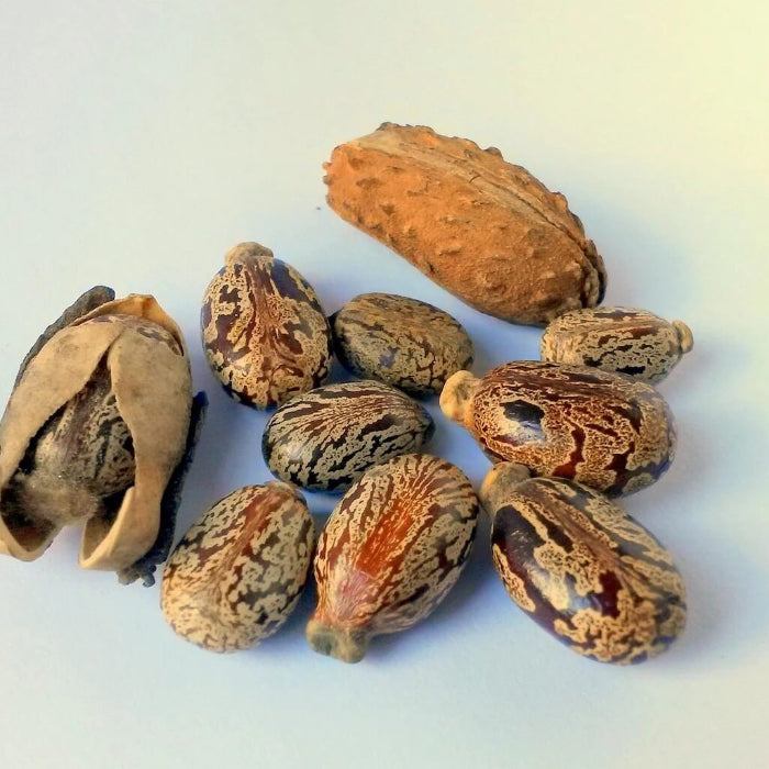Castor Bean Seeds - Herbal Plant