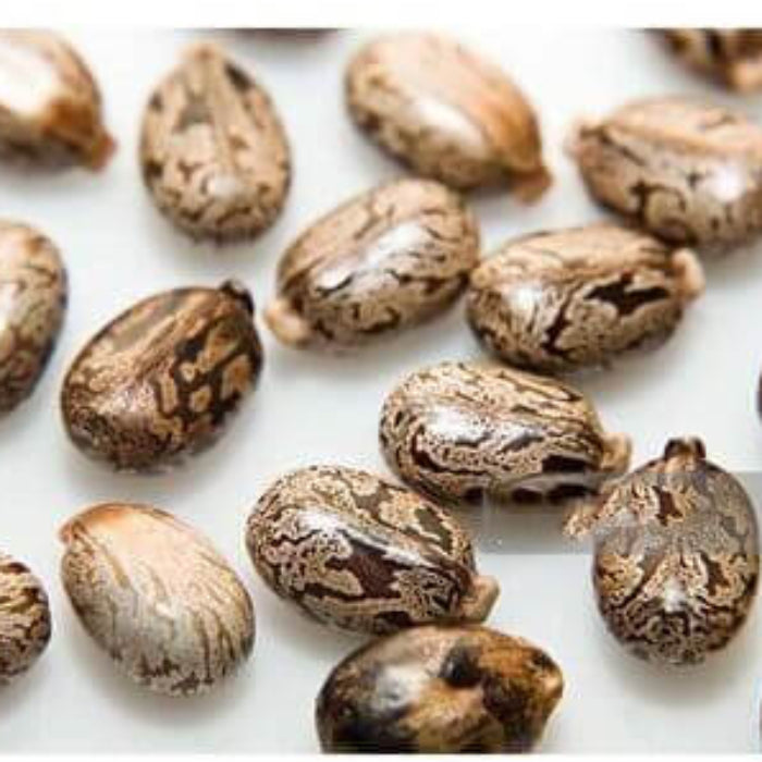 Castor Bean Seeds - Herbal Plant
