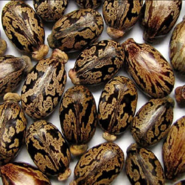 Castor Bean Seeds - Herbal Plant