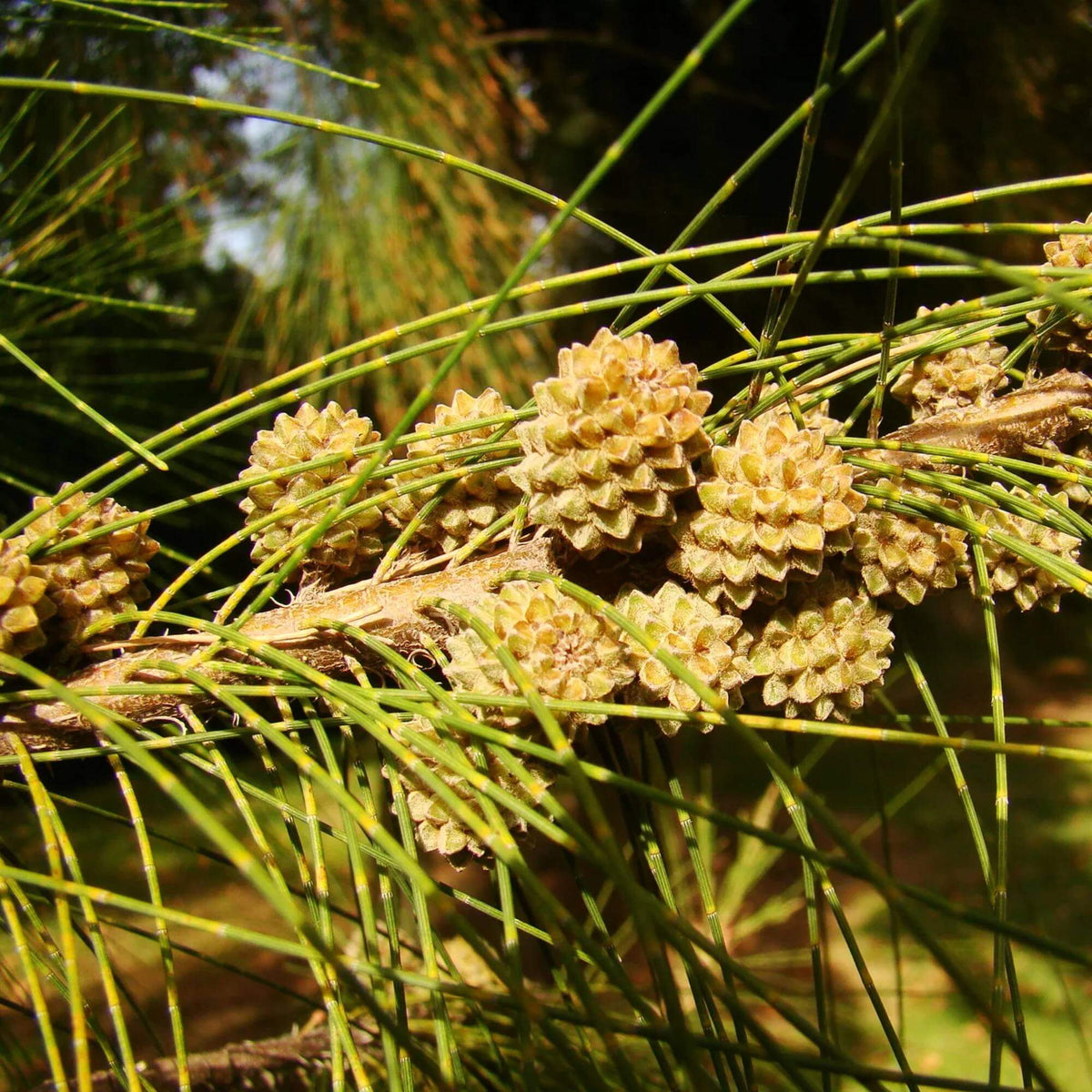 Casuarina Seeds - Tree Seeds for Home Gardens