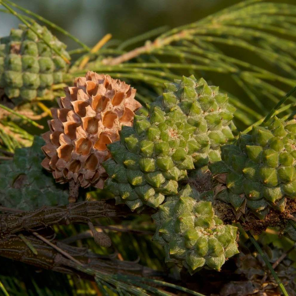 Casuarina Seeds - Tree Seeds for Home Gardens