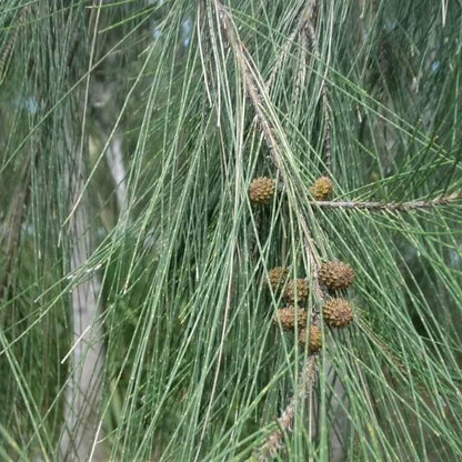 Casuarina Seeds - Tree Seeds for Home Gardens