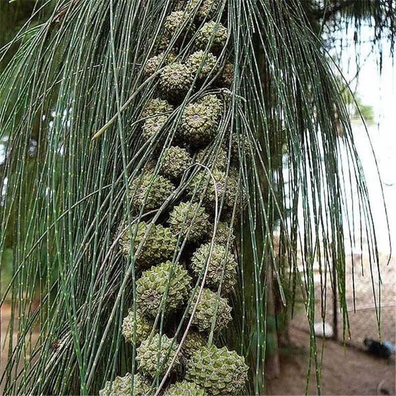 Casuarina Seeds - Tree Seeds for Home Gardens