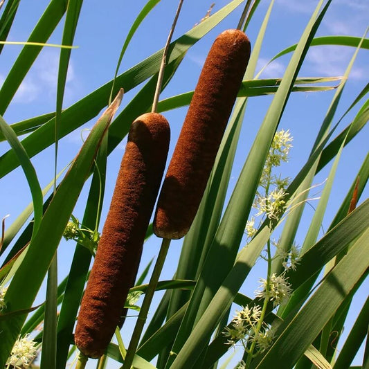 Cat Tails seeds