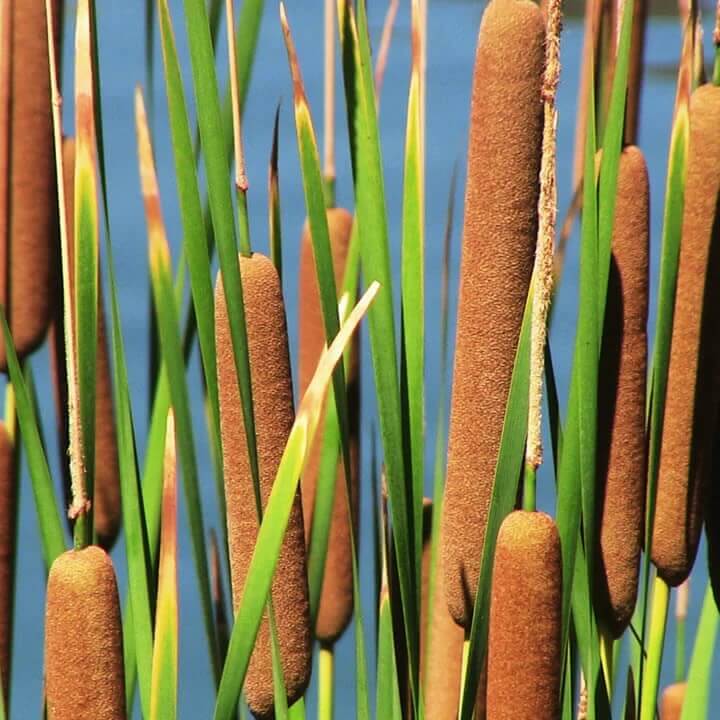 Cat Tails seeds