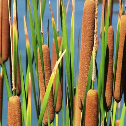 Cat Tails seeds