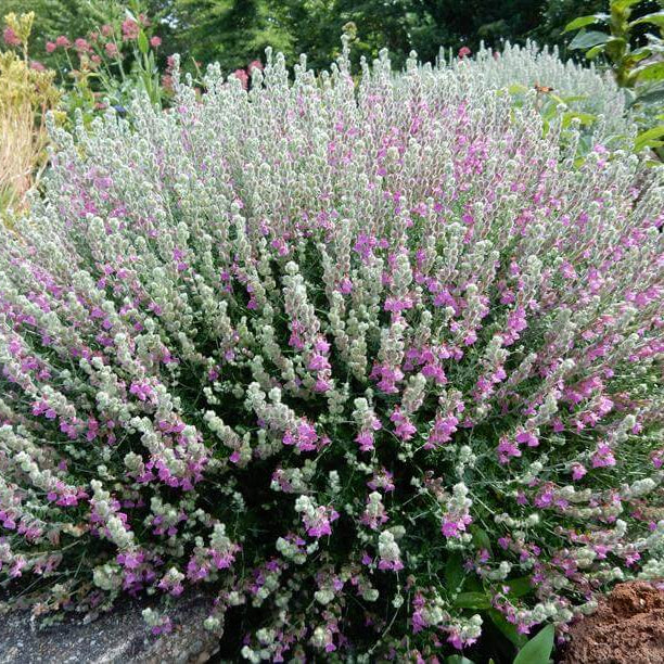 Cat Thyme Seeds - Herbal Plant