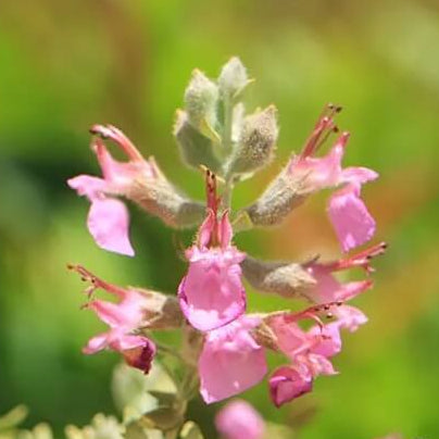 Cat Thyme Seeds - Herbal Plant