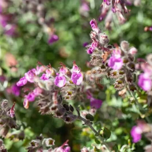 Cat Thyme Seeds - Herbal Plant