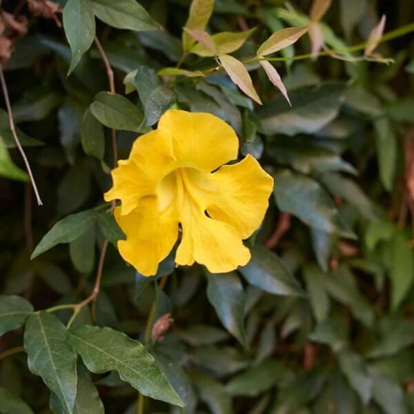 Cat’s Claw Creeper Seeds 