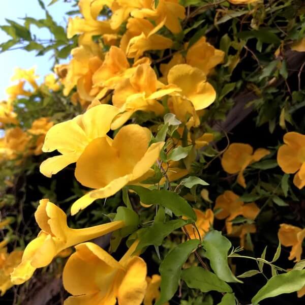 Cat’s Claw Creeper Seeds 