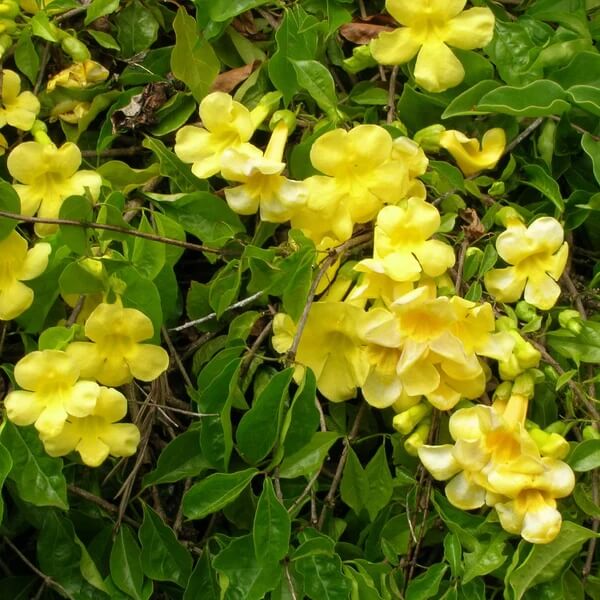 Cat’s Claw Creeper Seeds 