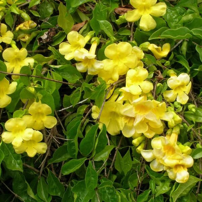 Cat’s Claw Creeper Seeds 
