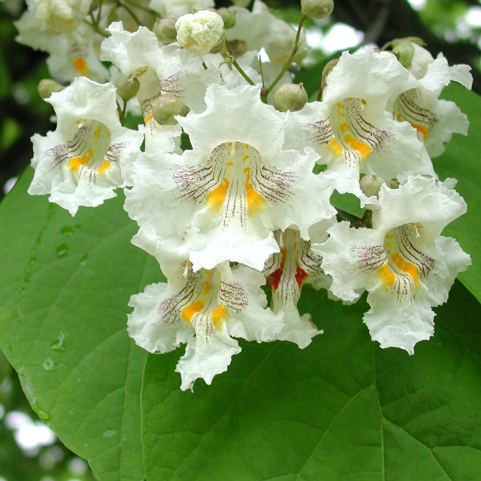 Catalpa Seeds - Flower Plant for Home Gardens
