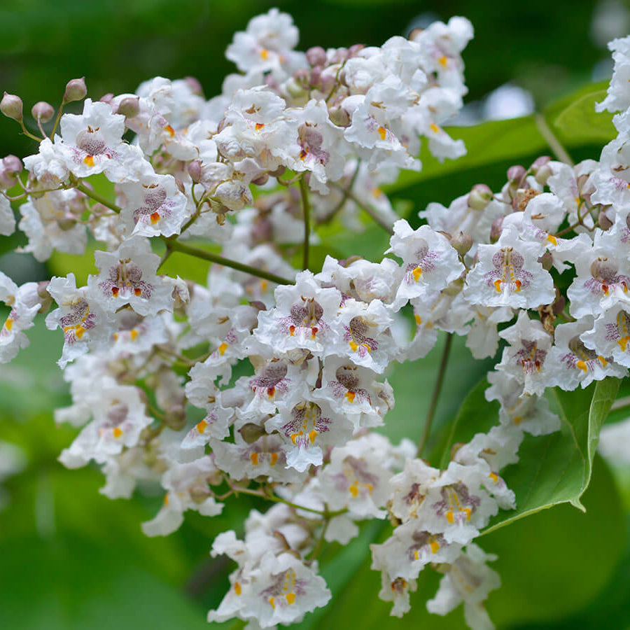 Catalpa Seeds - Flower Plant for Home Gardens