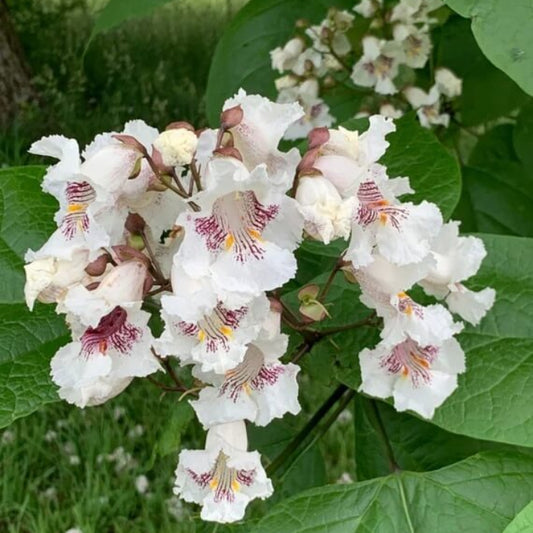 Catalpa Seeds - Flower Plant for Home Gardens