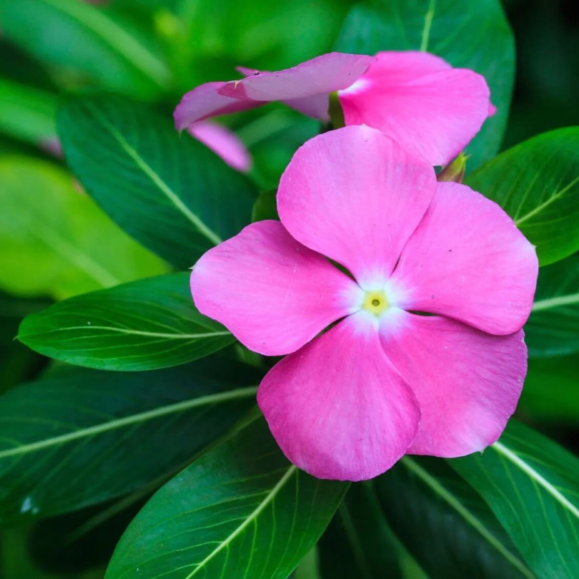 Catharanthus Roseus Seeds - Flower Plant