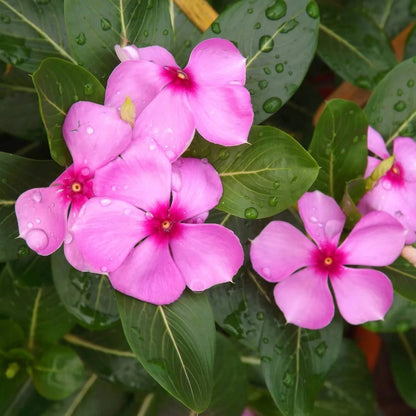 Catharanthus Roseus Seeds - Flower Plant