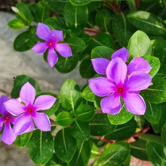 Catharanthus Roseus Seeds - Flower Plant