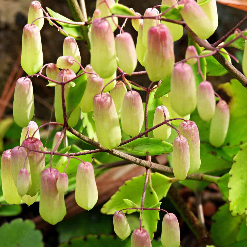 Cathedral Bells Plant Seeds