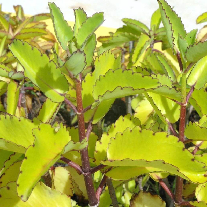 Cathedral Bells Plant Seeds