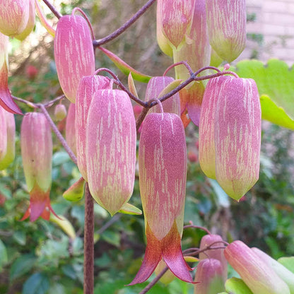 Cathedral Bells Plant Seeds