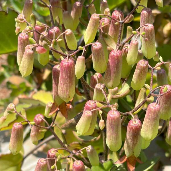 Cathedral Bells Plant Seeds