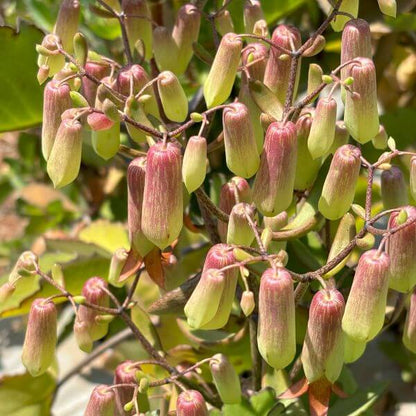 Cathedral Bells Plant Seeds