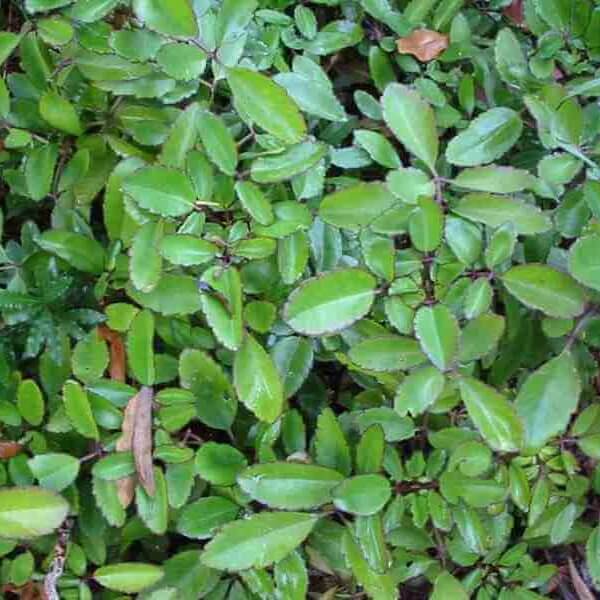 Cathedral Bells Plant Seeds