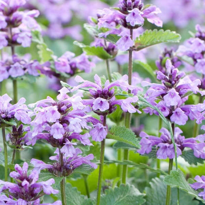 Catmint Seeds