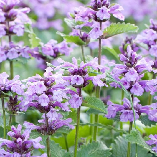 Catmint Seeds
