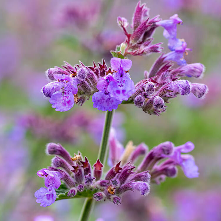 Catmint Seeds