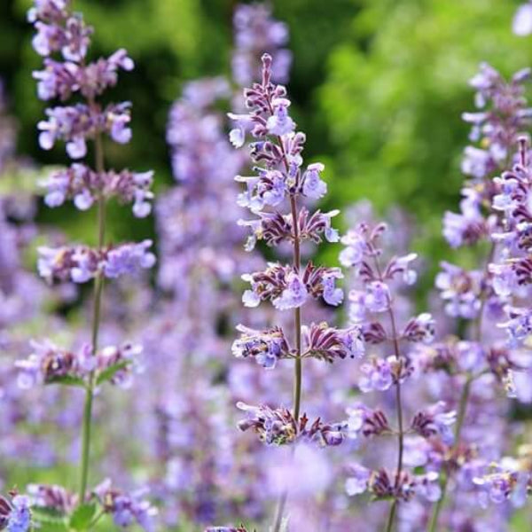 Catmint Seeds - Herbal Plant for Home Gardens