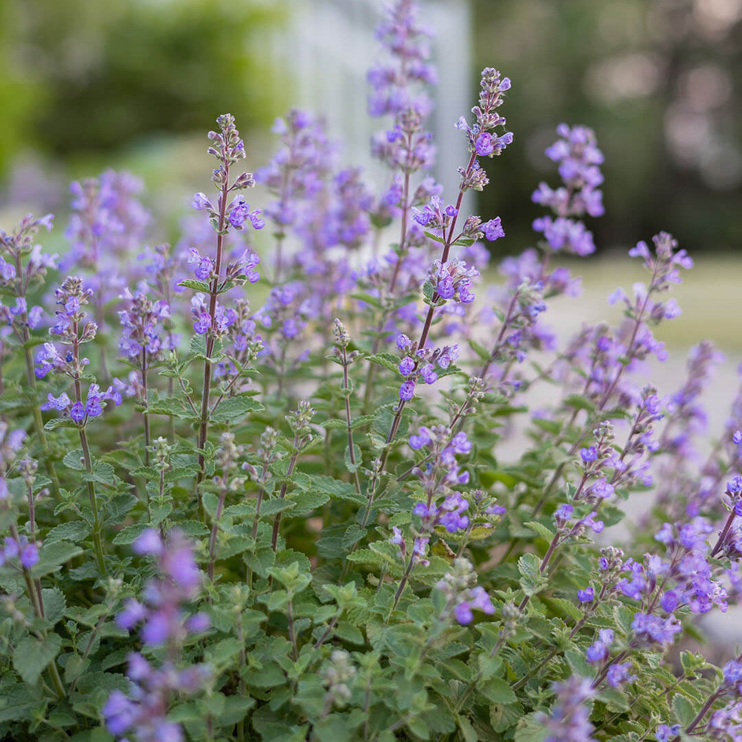Catmint Seeds