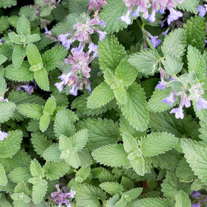 Catmint Seeds