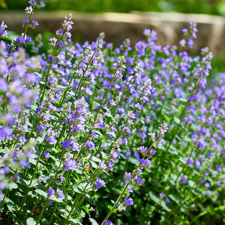 Catmint Seeds