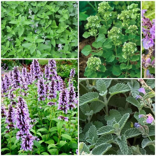 Catmint Seeds - All In One For Home Gardens
