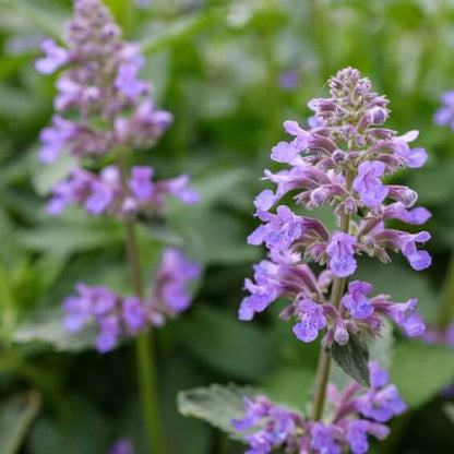 Catmint Seeds - All In One For Home Gardens
