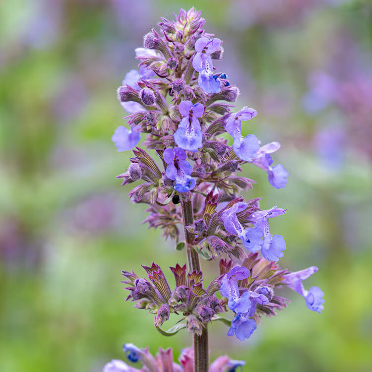 Catmint Seeds - Herbal Plant for Home Gardens