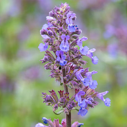 Catmint Seeds - Herbal Plant for Home Gardens