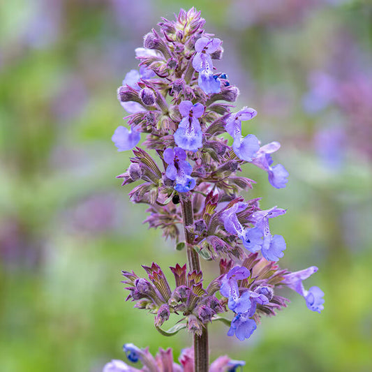 Catmint Seeds - Herbal Plant for Home Gardens