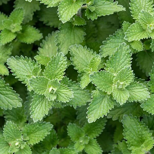 Catnip Lemon Seeds - Heirloom Herbal Plant for Home Gardens