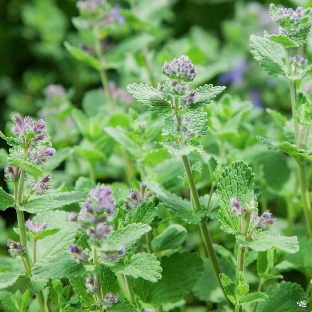 Catnip Lemon Seeds - Heirloom Herbal Plant for Home Gardens