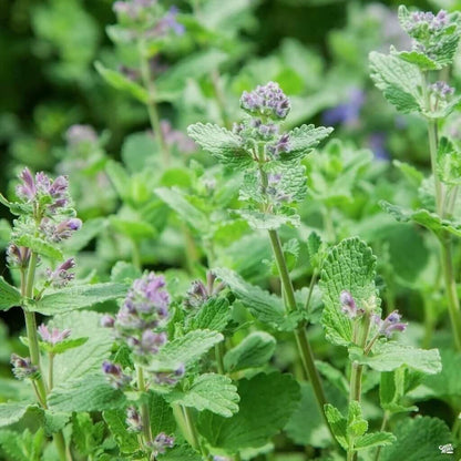 Catnip Lemon Seeds - Heirloom Herbal Plant for Home Gardens