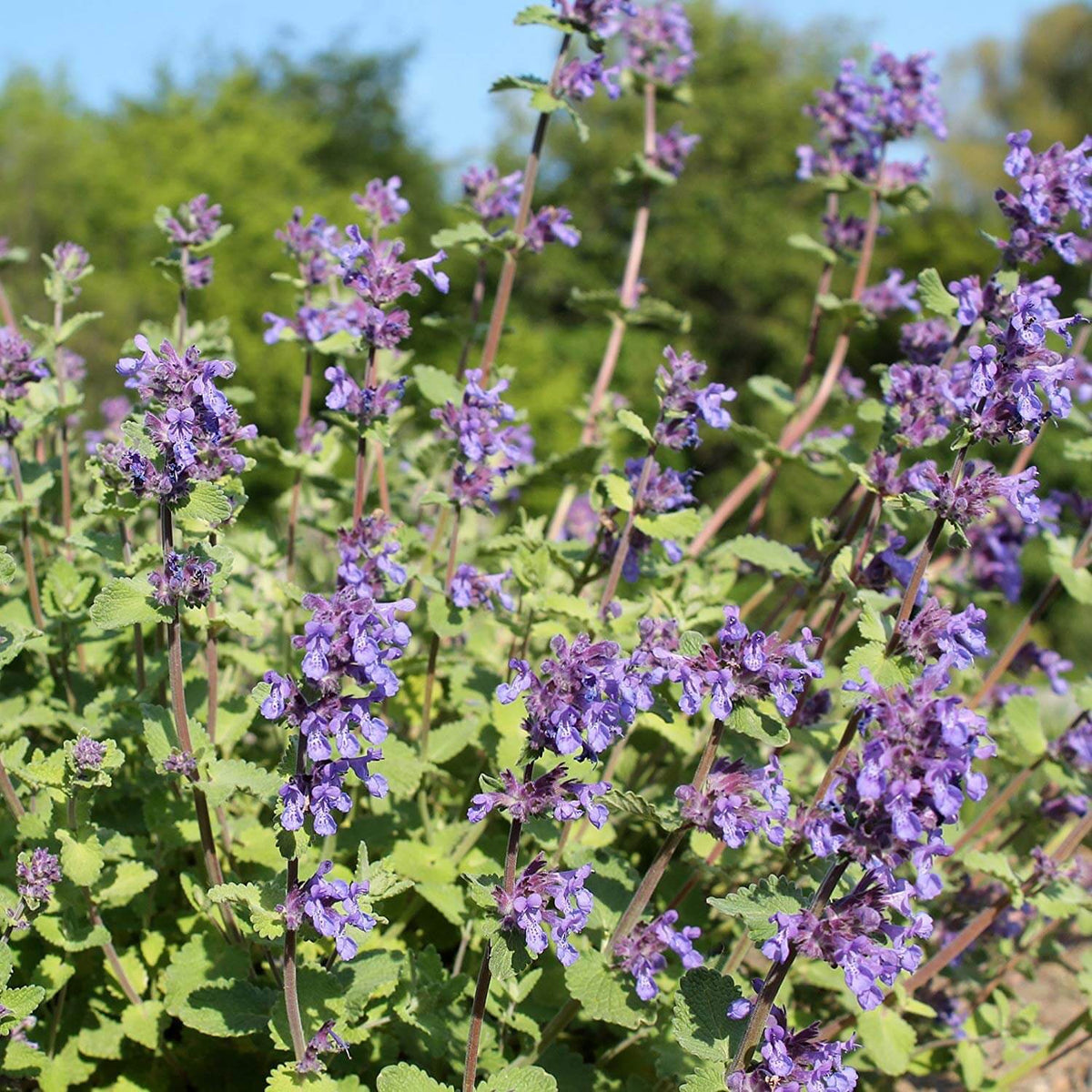 Catnip Lemon Seeds - Heirloom Herbal Plant for Home Gardens