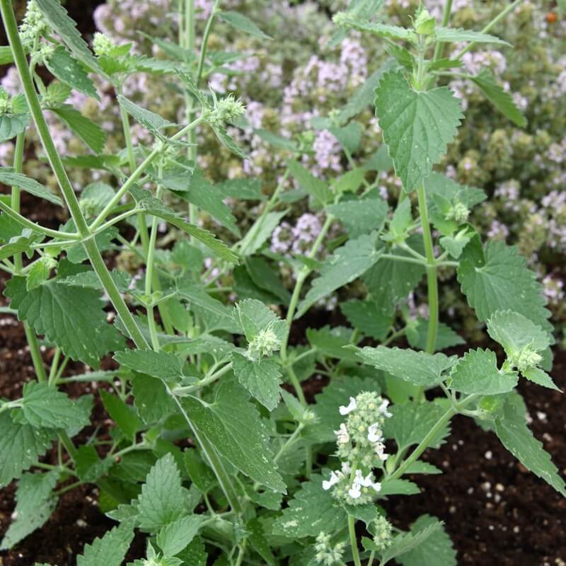 Catnip Lemon Seeds - Heirloom Herbal Plant for Home Gardens