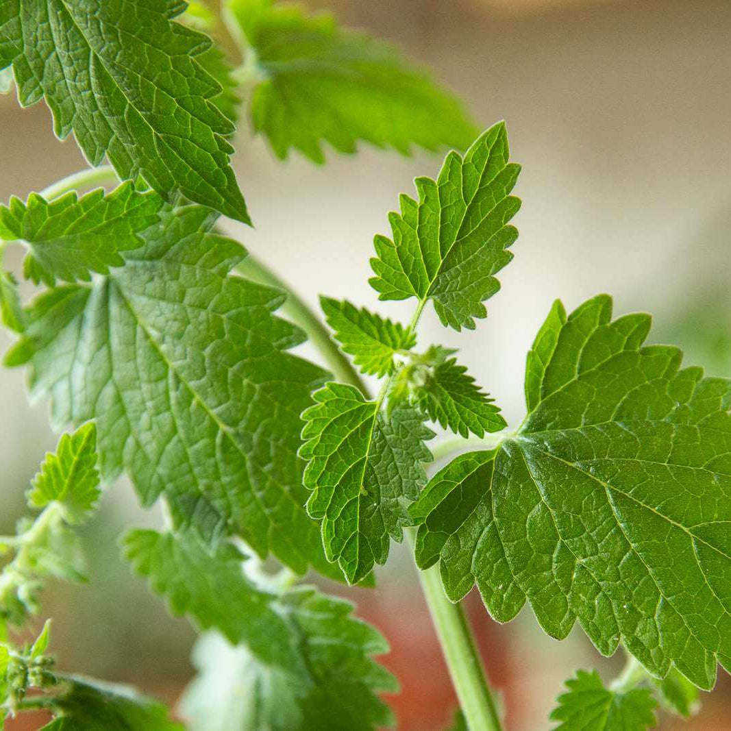 Catnip Seeds 