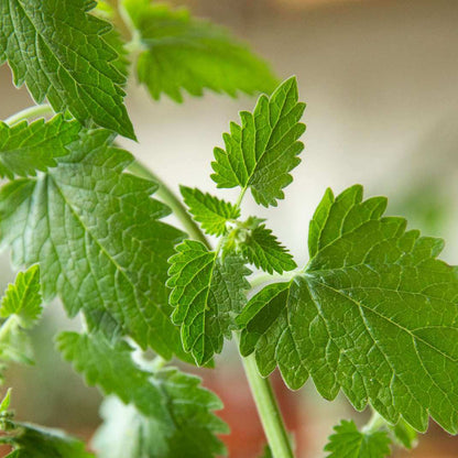 Catnip Seeds