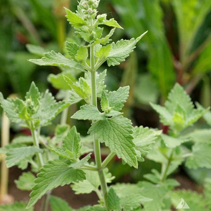 Catnip Seeds