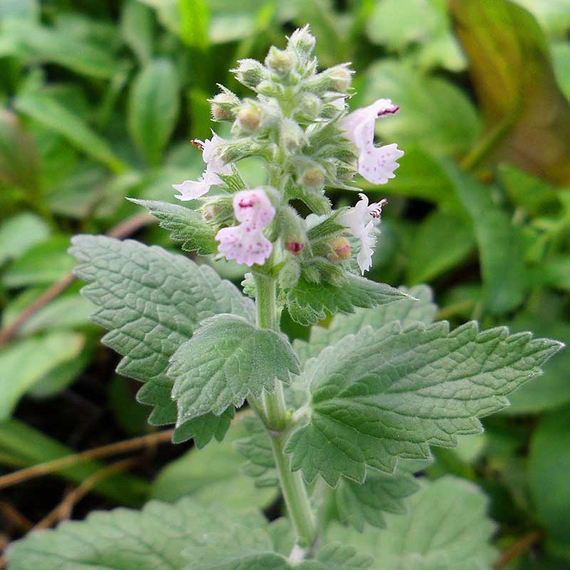 Catnip Seeds